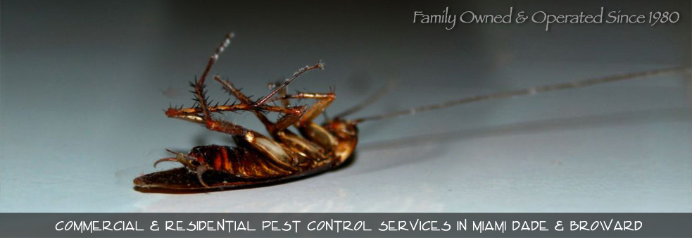 Best Pest Control Miami Florida